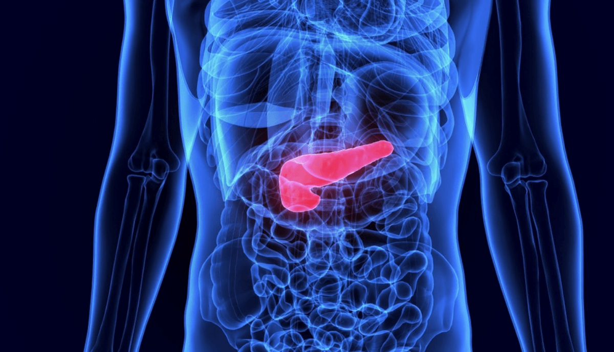 Illustration anatomique en 3D : un abdomen humain translucide en bleu, où le pancréas apparaît en rouge au centre, au-dessus des intestins.